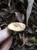 Agaricus semotus image