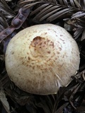 Agaricus semotus image