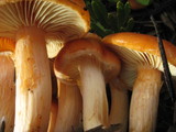Gymnopilus sapineus image