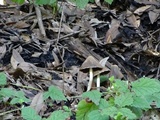 Psathyrella longipes image
