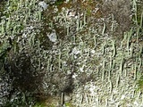 Cladonia coniocraea image