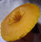Tricholomopsis decora image