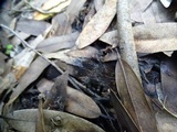 Trichoglossum hirsutum image