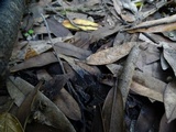 Trichoglossum hirsutum image