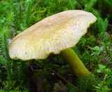 Tricholomopsis rutilans image
