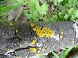 Xanthomendoza oregana image