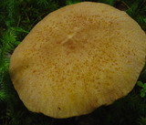 Tricholomopsis rutilans image