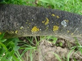Xanthomendoza oregana image