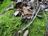 Helvella solitaria image