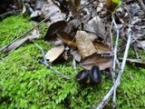 Helvella solitaria image