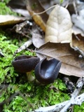 Helvella solitaria image