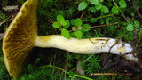 Tricholomopsis rutilans image