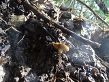 Callistosporium luteo-olivaceum image