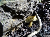 Callistosporium luteo-olivaceum image
