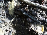 Callistosporium luteo-olivaceum image