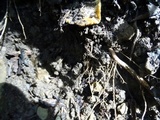 Callistosporium luteo-olivaceum image
