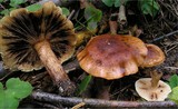 Tricholoma fulvum image