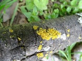 Xanthomendoza oregana image