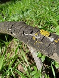 Xanthomendoza oregana image