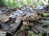 Clavulina cinerea image