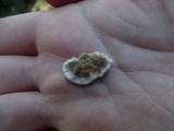Gloeoporus dichrous image