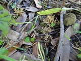 Aphelaria tuberosa image