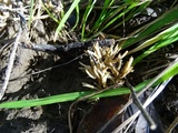 Aphelaria tuberosa image