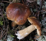 Tricholoma fucatum image