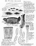 Mellitiosporiella macrospora image