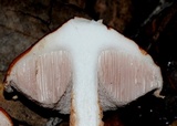 Austroboletus novaezelandiae image