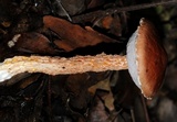Austroboletus novaezelandiae image