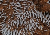 Ceratiomyxa fruticulosa var. fruticulosa image