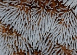 Ceratiomyxa fruticulosa var. fruticulosa image
