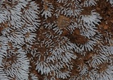 Ceratiomyxa fruticulosa var. fruticulosa image