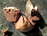 Reticularia lycoperdon image