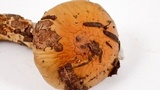 Cortinarius glutinosoarmillatus image