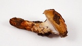 Cortinarius glutinosoarmillatus image