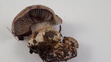 Cortinarius purpurascens image