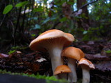 Cuphophyllus pratensis image