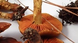 Cortinarius thiersii image