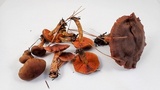 Cortinarius thiersii image