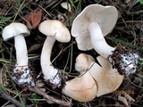 Tricholoma album image