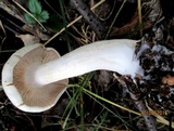 Tricholoma album image