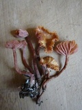 Laccaria fraterna image