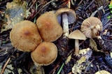 Inocybe pusio image