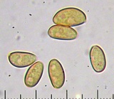 Inocybe pusio image