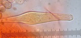 Inocybe pusio image