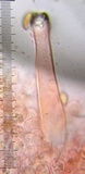 Inocybe pusio image