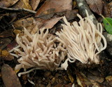 Clavaria rubicundula image