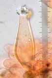 Inocybe pusio image